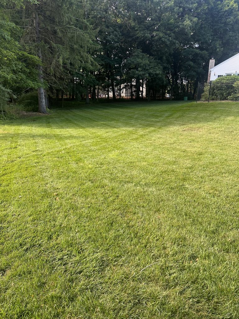 Freshly Cut grass
