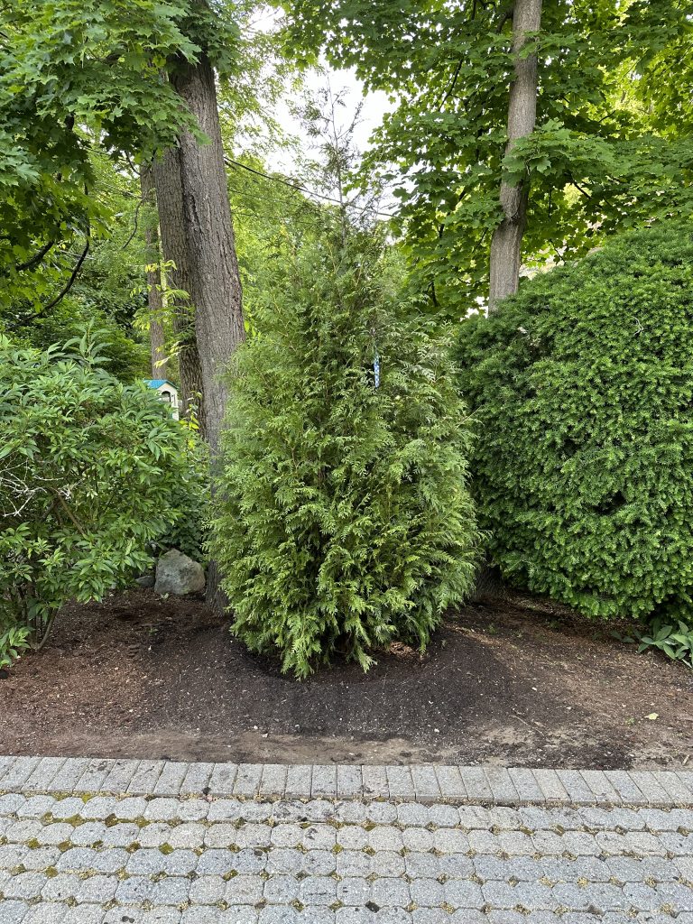 Green Giant Arborvitae