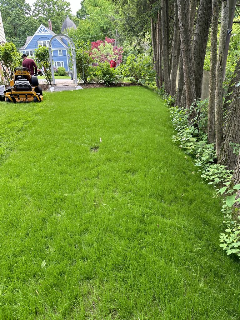 Lexington MA - New Grass