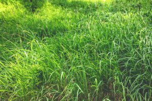 Dethatching your lawn