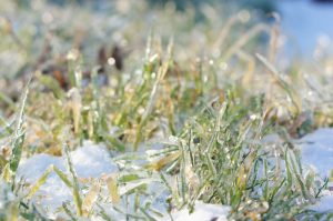 Dethatching your lawn