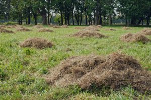 Dethatching your law is an important year-round activity. 