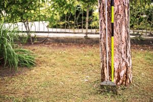 Dethatching your alwn 