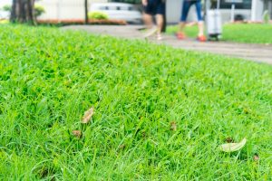 Lawn aeration 