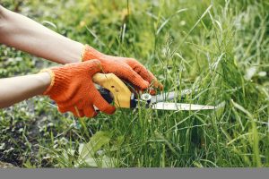 Weeding and mulching 
