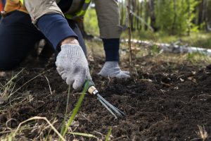 Weeding and mulching 

