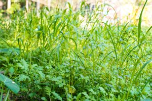 Routine weeding is important to maintain a healthy and vibrant lawn or garden bed. 