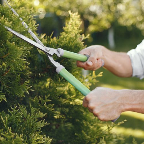 Spring Pruning guide