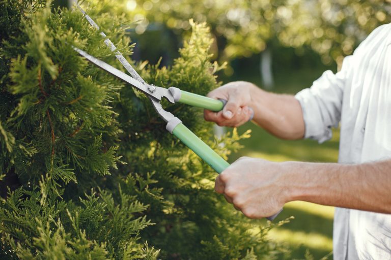 Spring Pruning guide