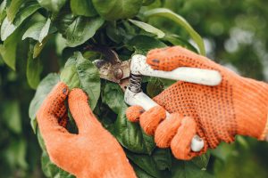 Spring Pruning guide