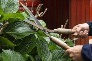 Spring Pruning guide