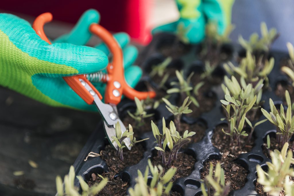 Spring weed control is an important step during the year to protect your yard's health.