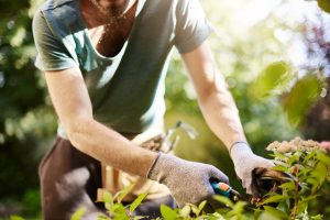 Summer pruning guide