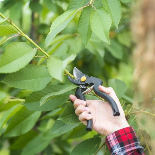 Summer pruning guide