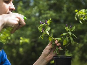 Summer weed control is important to protect your garden and yard.