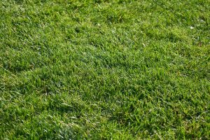 Sod Vs. Seed for homeowners