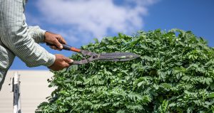 Strategic planting improves your home's curb appeal
